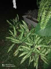 Aglaonema commutatum