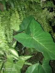 Xanthosoma sagittifolium