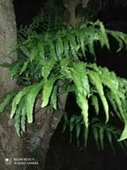 Arthropteris tenella