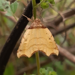 Cirrodistis benedicta