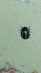 Doryphorina