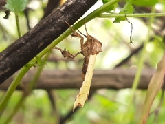 Cirrodistis benedicta