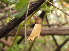 Cirrodistis benedicta