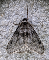 Phigalia strigataria