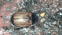 Anomala testaceipennis