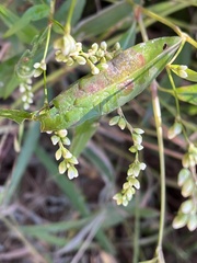 Persicaria punctata