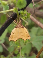 Cirrodistis benedicta