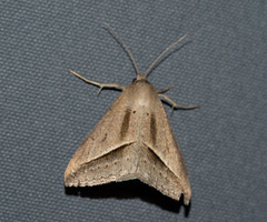 Mocis frugalis