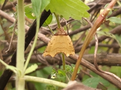 Cirrodistis benedicta