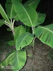 Musa acuminata