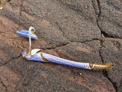 Panulirus penicillatus