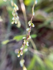 Persicaria punctata