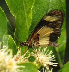 Acraea cabira