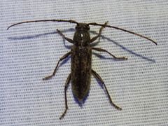 Elaphidion mucronatum