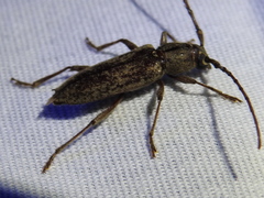 Elaphidion mucronatum