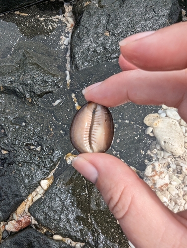 Monetaria caputserpentis observed 2022-11-02