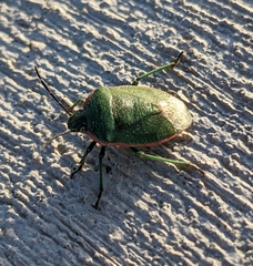 Chlorochroa