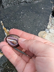 Monetaria caputophidii