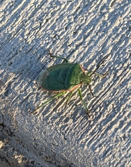 Chlorochroa