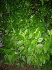 Euphorbia tithymaloides