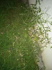 Sisymbrium officinale