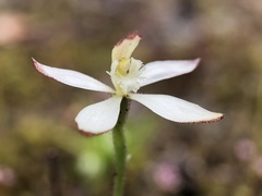 Caladenia marginata