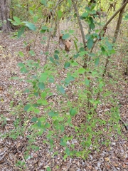 Fraxinus berlandieriana
