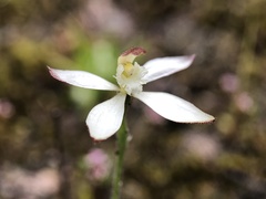 Caladenia marginata