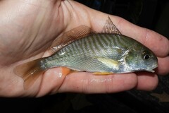 Leiostomus xanthurus