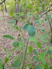 Fraxinus berlandieriana