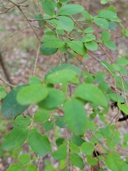 Fraxinus berlandieriana