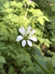Stellaria chilensis