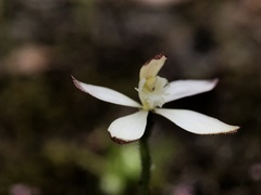 Caladenia marginata