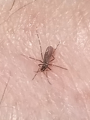 Stegomyia