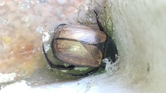 Anomala testaceipennis