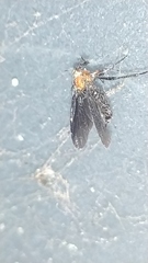 Dilophus pectoralis