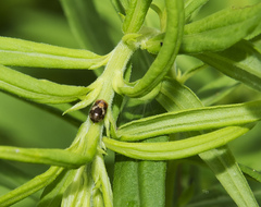 Clastoptera obtusa