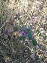 Lantana achyranthifolia