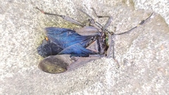 Pachylis argentinus