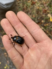 Pleocoma dubitabilis dubitabilis