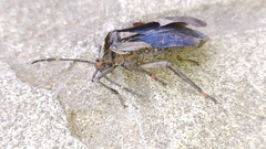 Pachylis argentinus