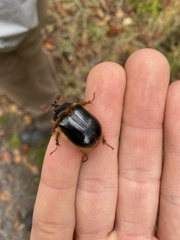 Pleocoma dubitabilis dubitabilis