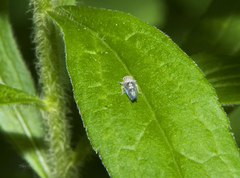 Xestocephalus brunneus