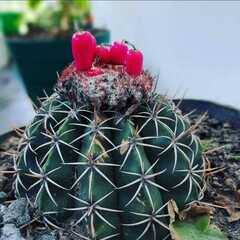 Melocactus