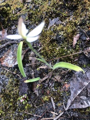 Caladenia marginata