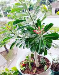 Adenium