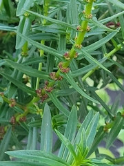 Ammannia latifolia