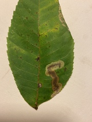Cameraria caryaefoliella