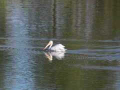 Pelecanus erythrorhynchos