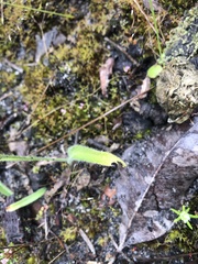 Caladenia marginata